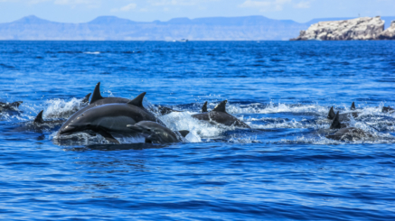 Dolphins jumping in Mexico. Isla Espiritu Santo near La Paz, in Baja California.