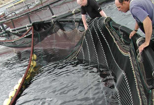 Sorting Net